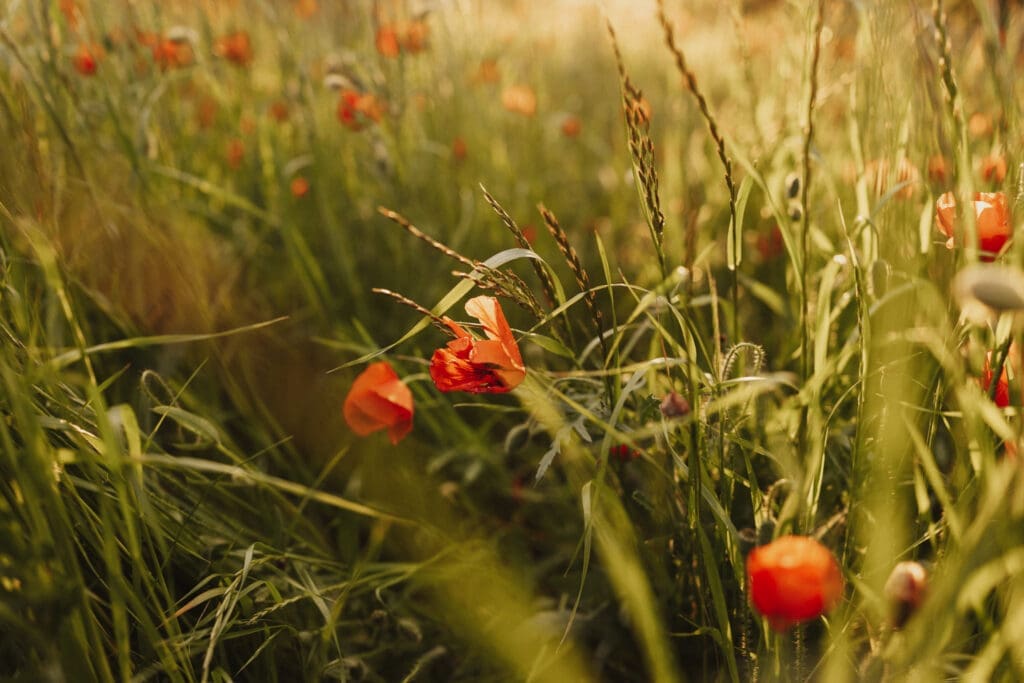 Détails fleurs lors d'une séance grossesse en extérieur près de La Rochefoucauld
