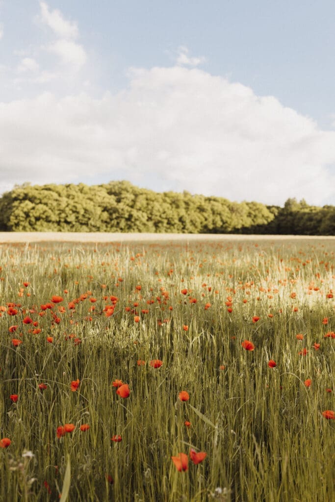 Vue large d'un champ de coquelicots rouges en Charente au printemps